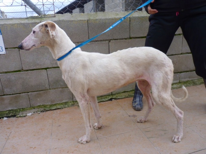 Debby adorable galga blanche tendre et câline Adoptée Debby_10