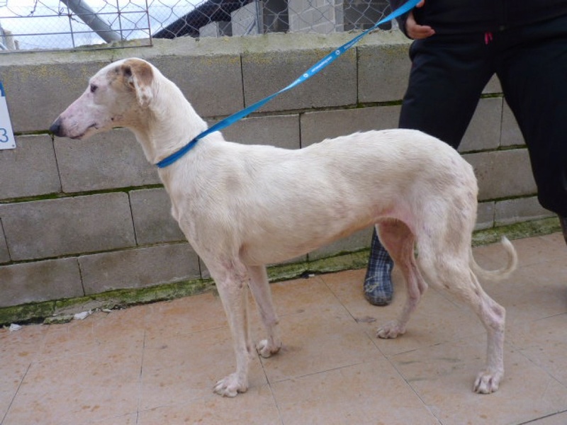 Debby adorable galga blanche tendre et câline Adoptée  Debby_10