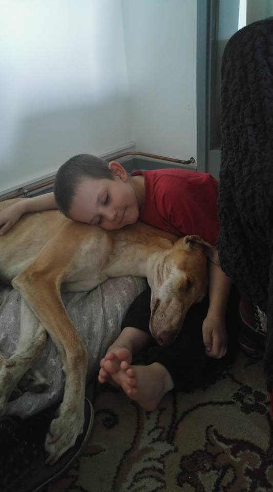DION galgo atypique creme/caramel de 2ans une pure beauté Adopté - Page 2 Didou_14