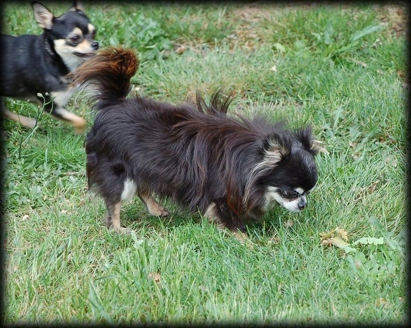 3 petits chihuahuas à l'adoption Figaro10