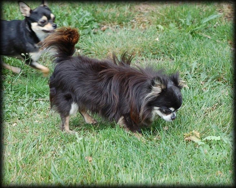 3 petits chihuahuas à l'adoption  Figaro10