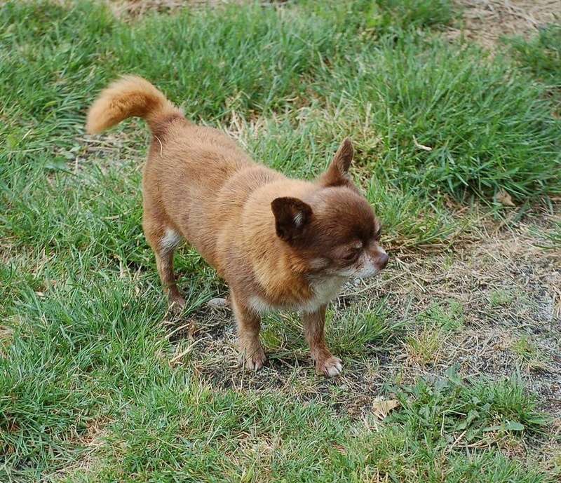 3 petits chihuahuas à l'adoption Guizmo10