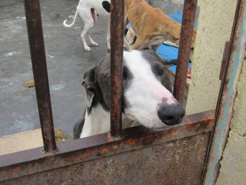 Toby grand galgo tres doux et calme Adopté Img_1711