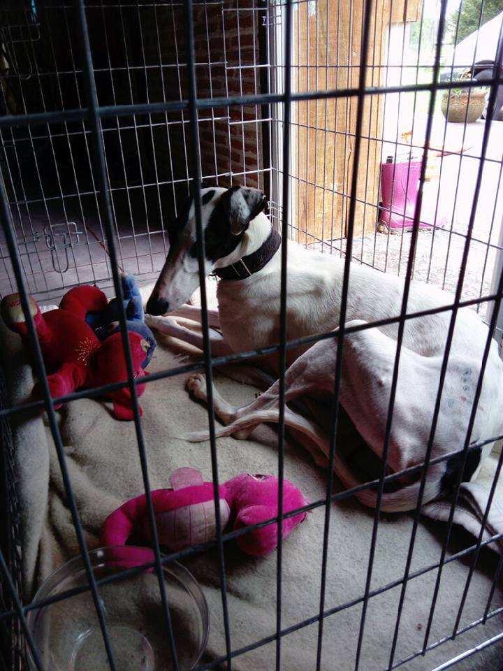 PRIMAVERA jeune galga blanche tache noire , a la patte cassée Adoptée Primav10