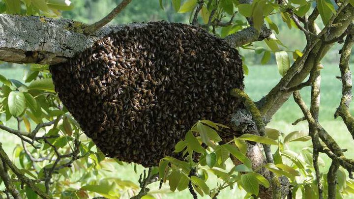 photos d'essaims d'abeilles 2013 Essaim10