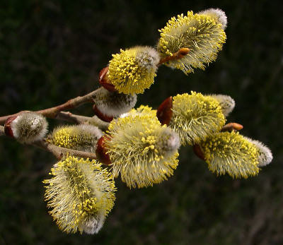 Saule marsault  Saule11