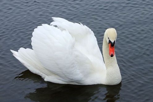 EL CISNE BLANCO Tom3e412