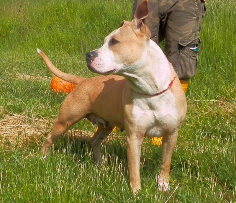 DAIKA, femelle American staff (amstaff), beige et blanche, LOF 10354610