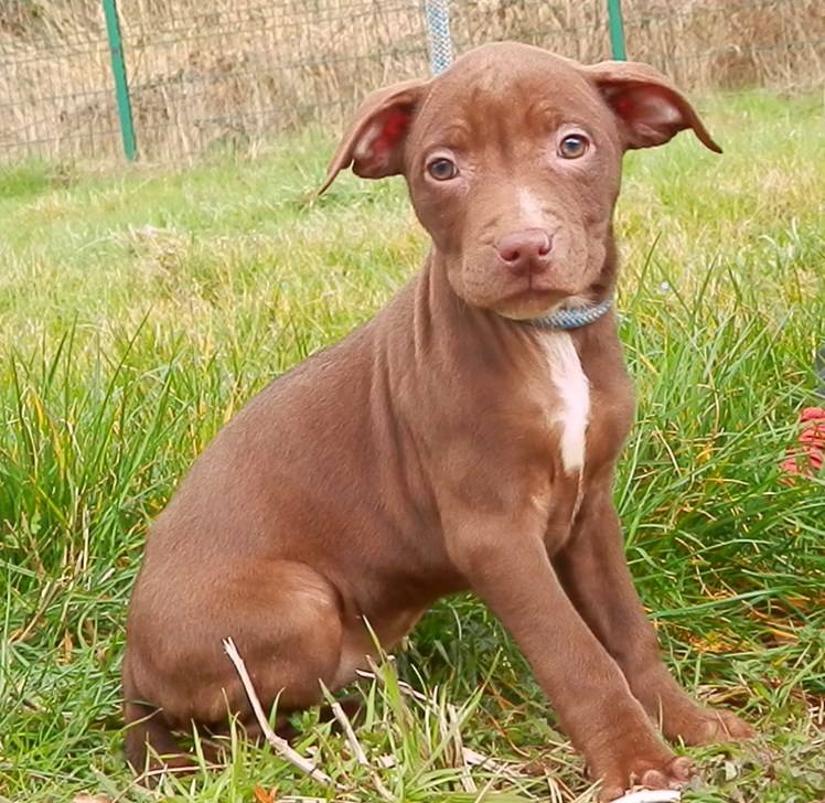 Chiots de type american staff (ADOPTABLES EN SUISSE UNIQUEMENT) 110