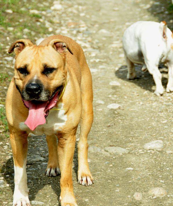 BOSS, mâle Amercian Staff (amstaff), beige et blanc, LOF 13765110