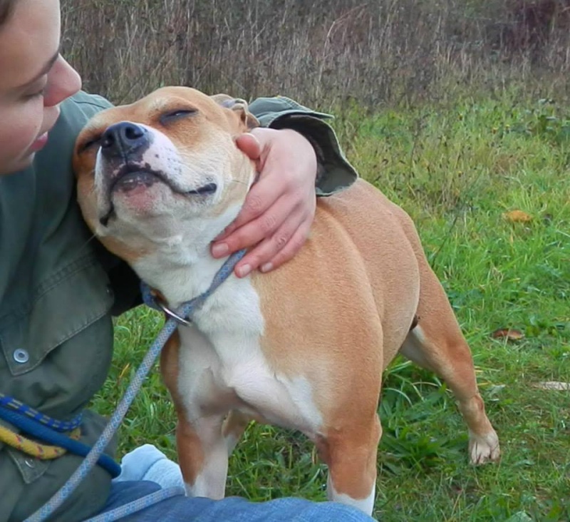 EMY, femelle American staff (amstaff), beige et blanche, LOF 14226110