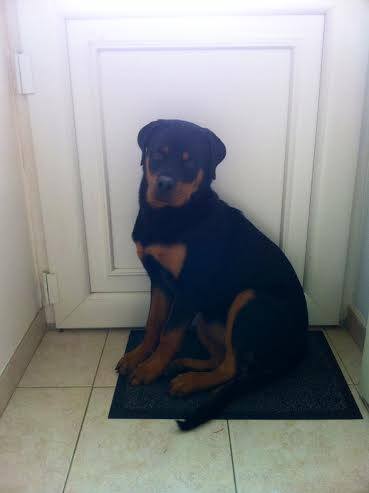 URGENT: HOLYA, femelle rottweiler, 1 an et demi 14576310