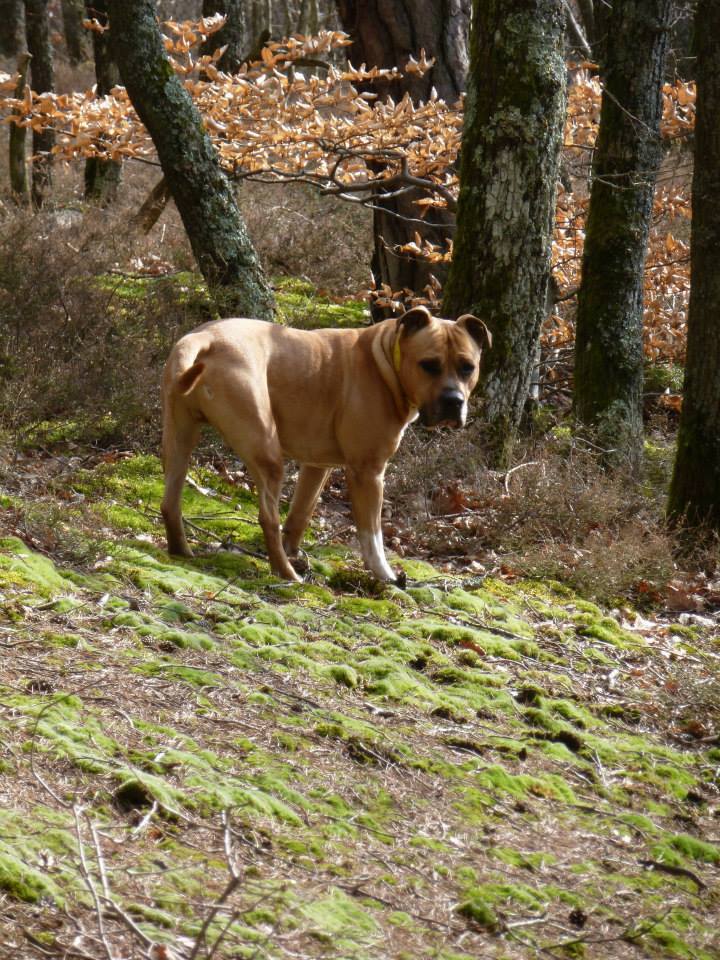 BOSS, mâle Amercian Staff (amstaff), beige et blanc, LOF 15269910