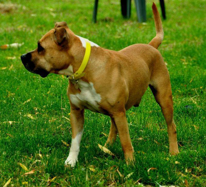 BOSS, mâle Amercian Staff (amstaff), beige et blanc, LOF 54384810