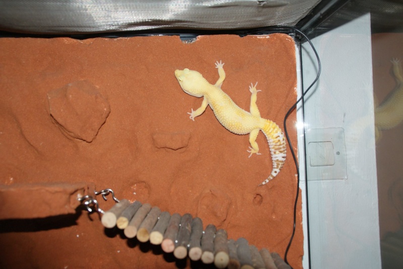 mes geckos 10177010