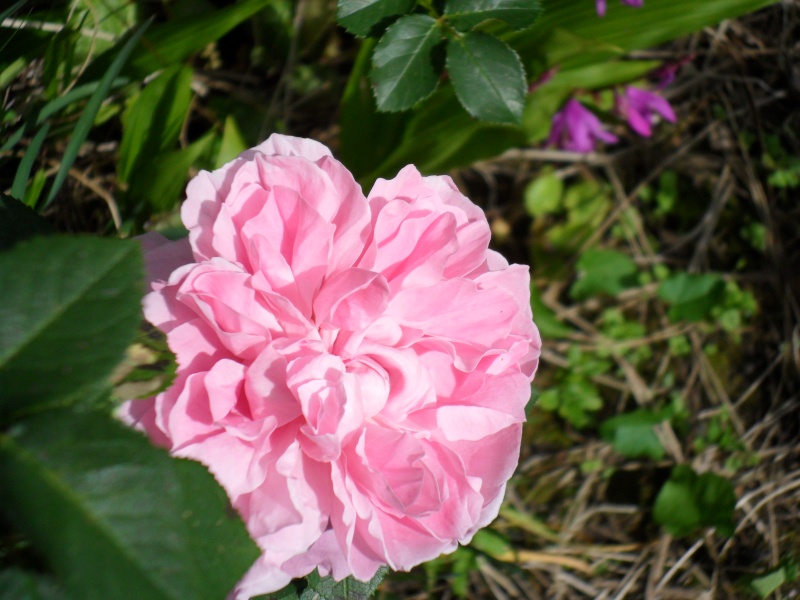 rose du jardin Sorton25