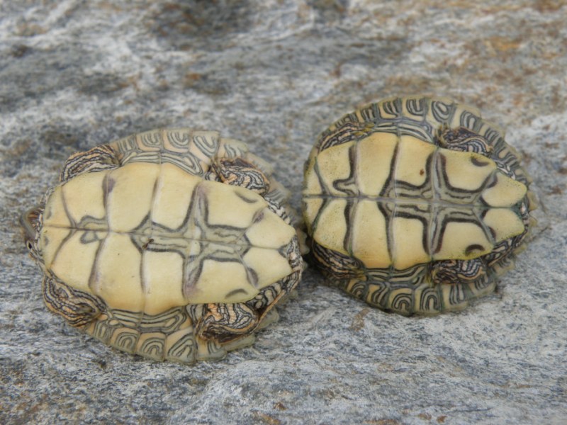 Mes tortues (Kinos) Grapte16