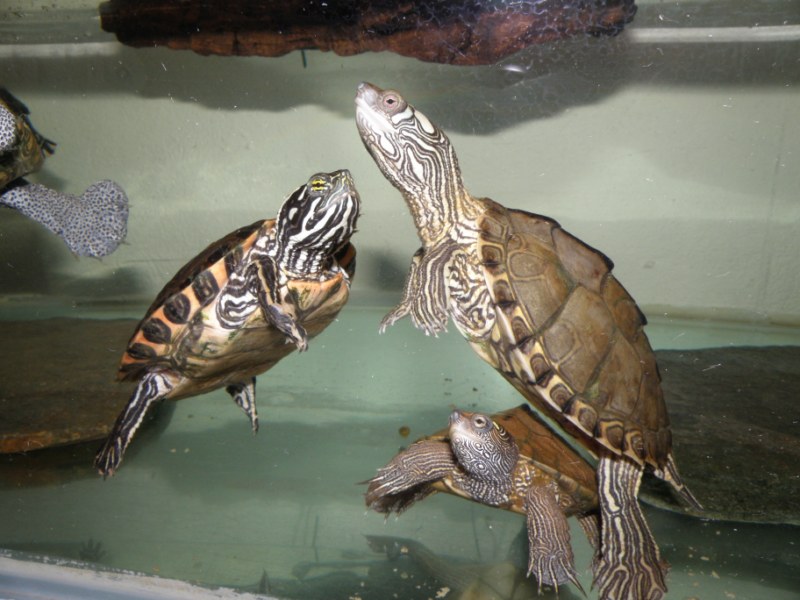 Mes tortues (Kinos) Pa080010