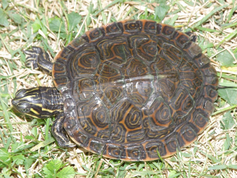 Mes tortues (Kinos) Pseude10