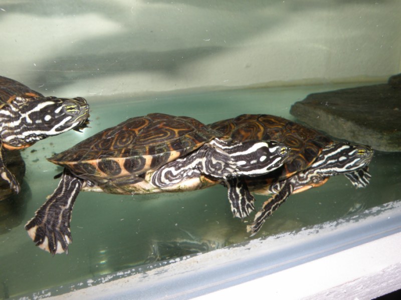 Mes tortues (Kinos) Pseude12