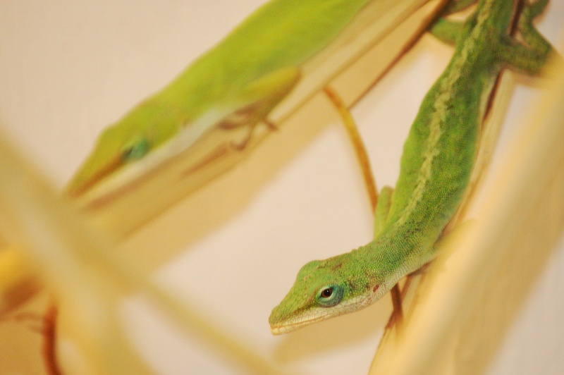 Bonjour Anolis12