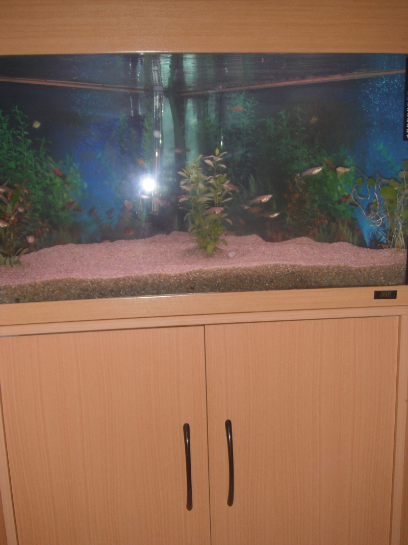 mon premier aquarium Dscf4614