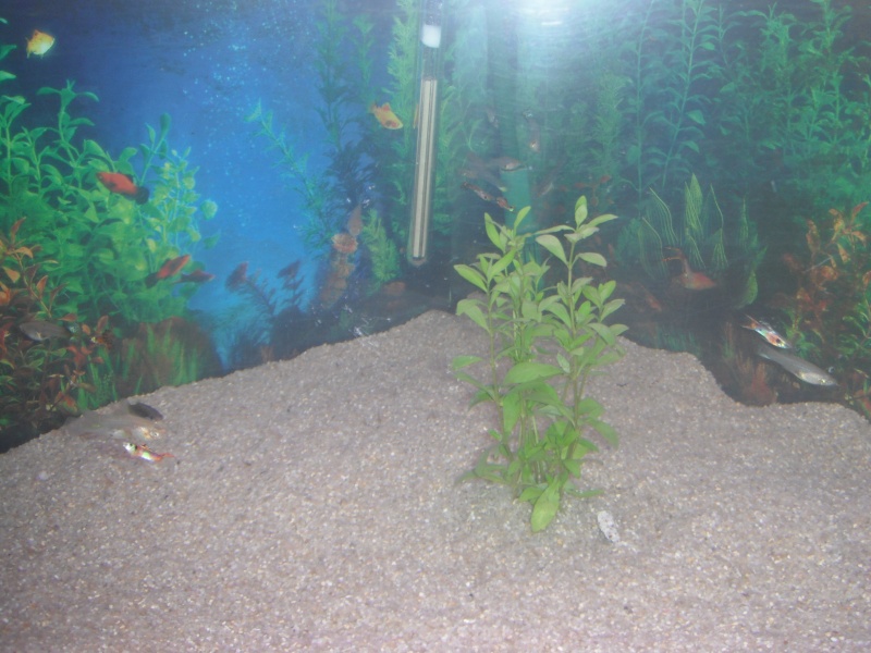 mon premier aquarium Dscf4615