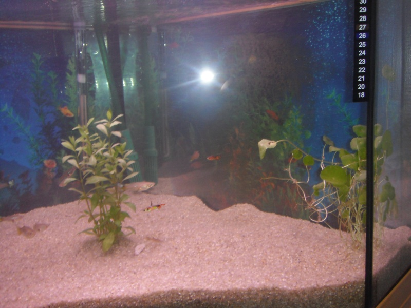 mon premier aquarium Dscf4618
