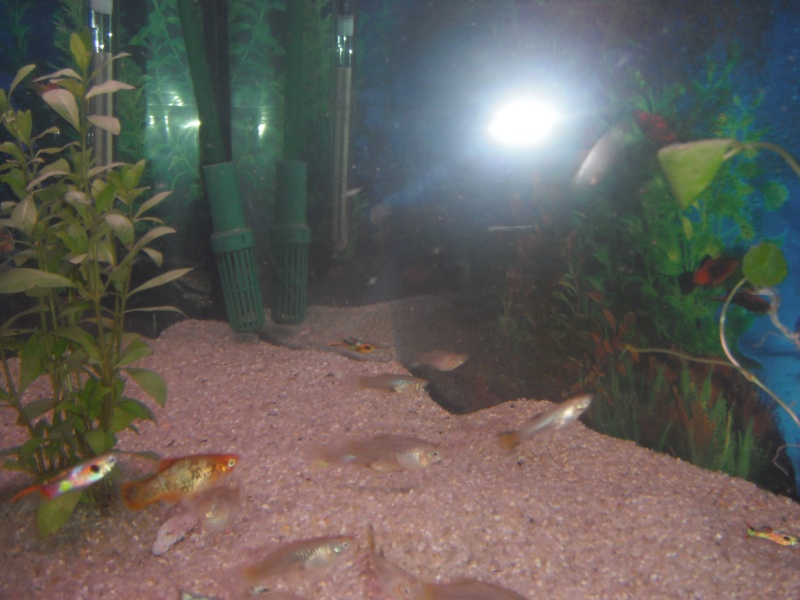 mon premier aquarium Dscf4621