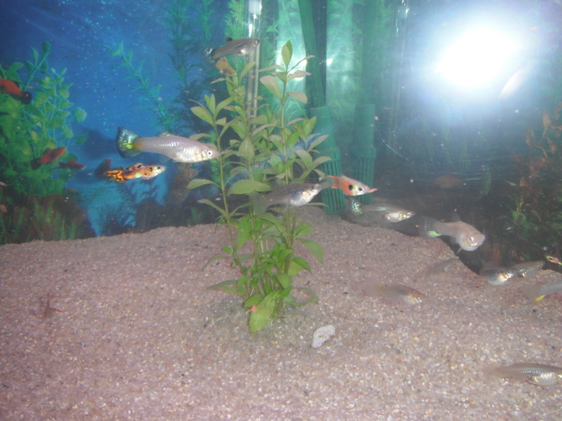 mon premier aquarium Dscf4623
