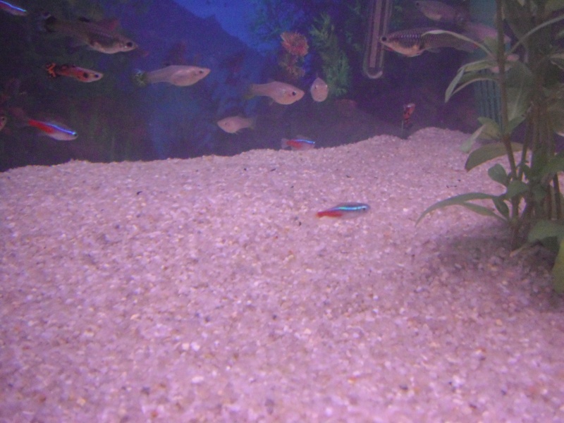mon premier aquarium Dscf4628