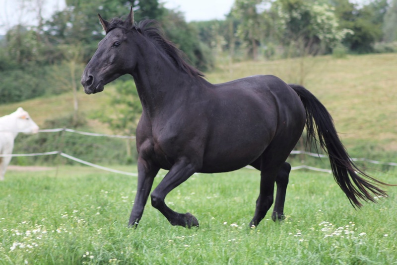 QUAROLINETTE - TF née en 2004 - adoptée en juillet 2016 par Claudine 18926210