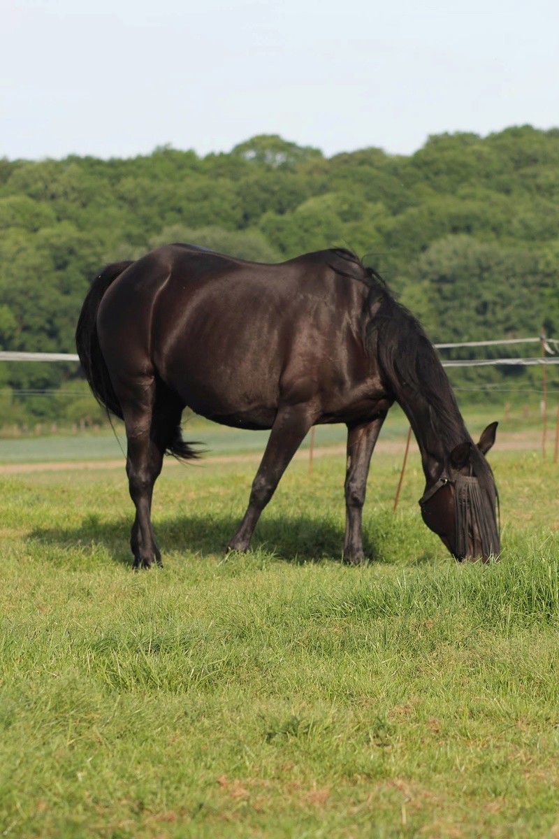 QUAROLINETTE - TF née en 2004 - adoptée en juillet 2016 par Claudine 18947210