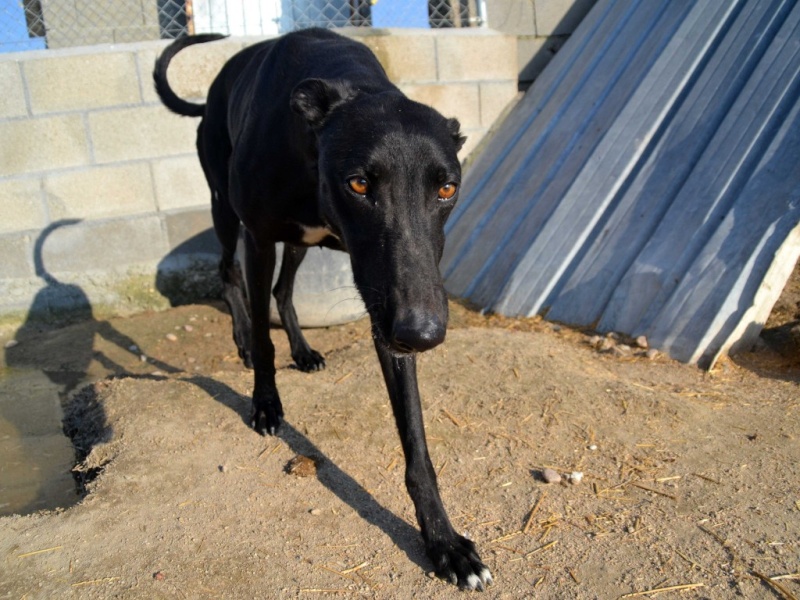 Morante, galgo attaqué, mordu par ses frères car trop bon, trop doux,à l'adoption "Scooby France Adopté Dsc_0022