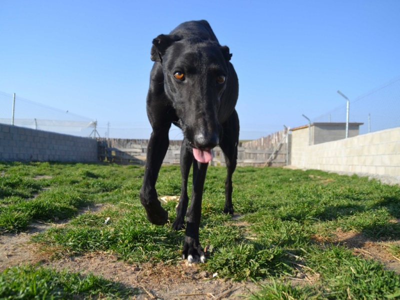 Morante, galgo attaqué, mordu par ses frères car trop bon, trop doux,à l'adoption "Scooby France Adopté  Dsc_0116