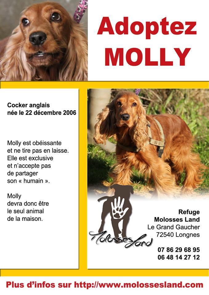 MOLLY – femelle cocker golden – 7 ans – Dépt. 72 19019710