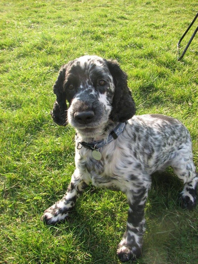 UPPY, cocker mâle bleu, 11 ans, dépt 67 Cocker10