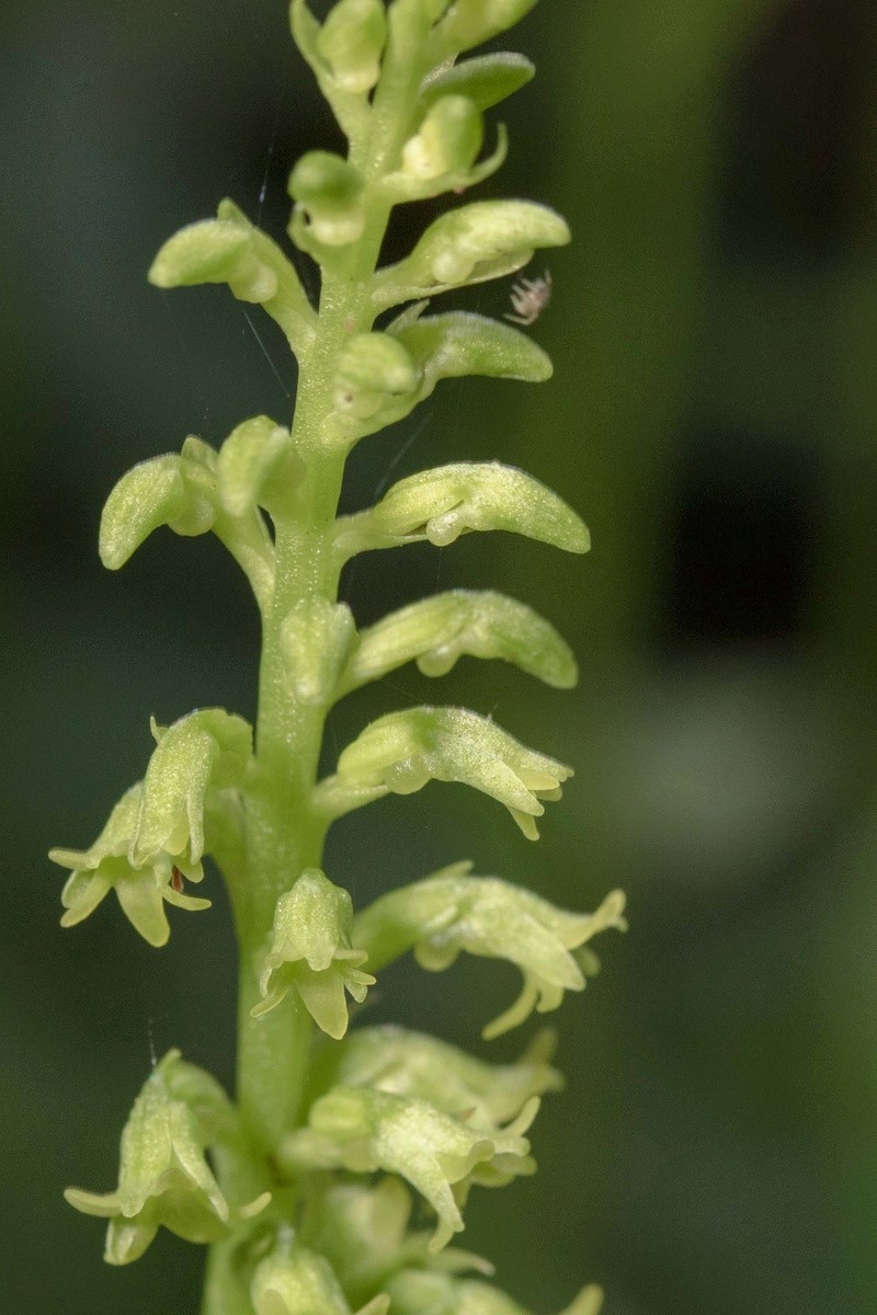 Gennaria diphylla de Ténérife (mise à jour 2017) Gennar30