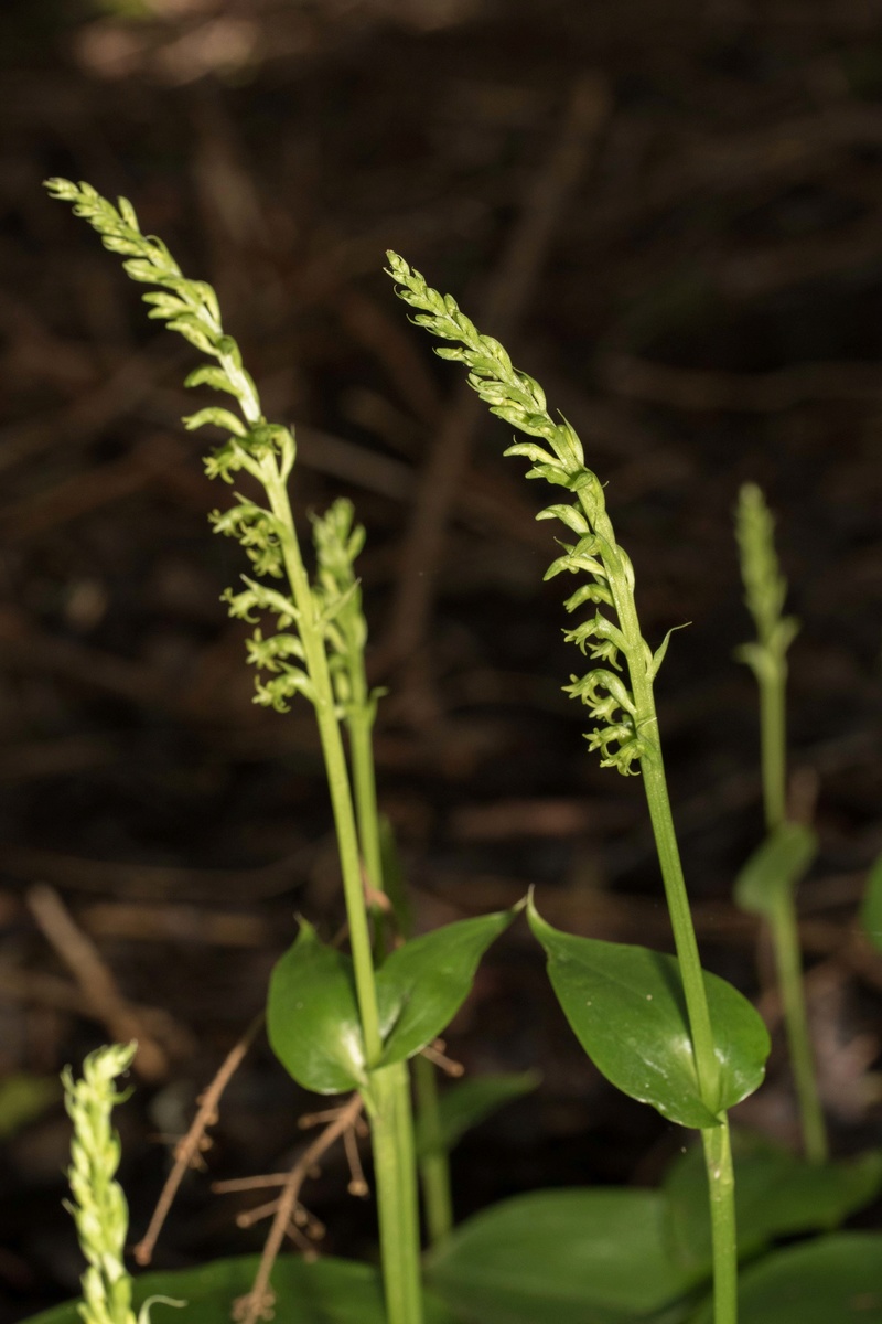 Gennaria diphylla de Ténérife (mise à jour 2017) Gennar31