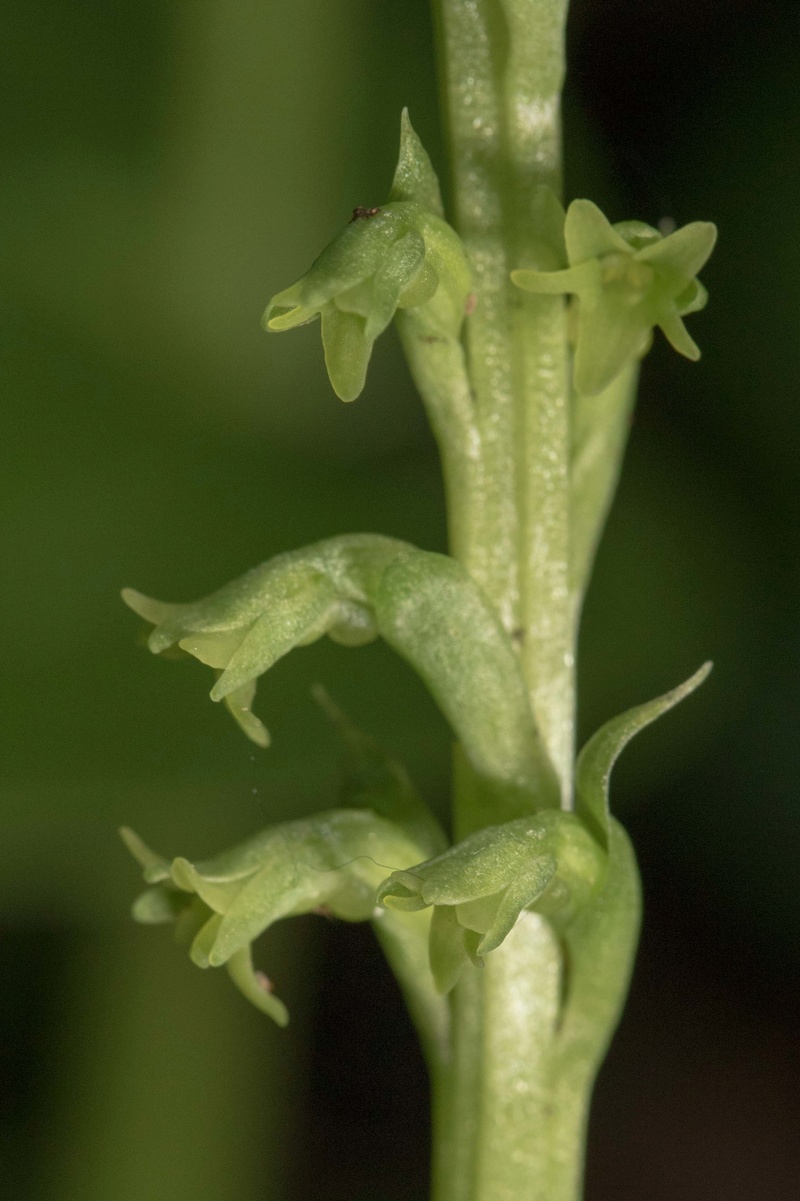 Gennaria diphylla de Ténérife (mise à jour 2017) Gennar32