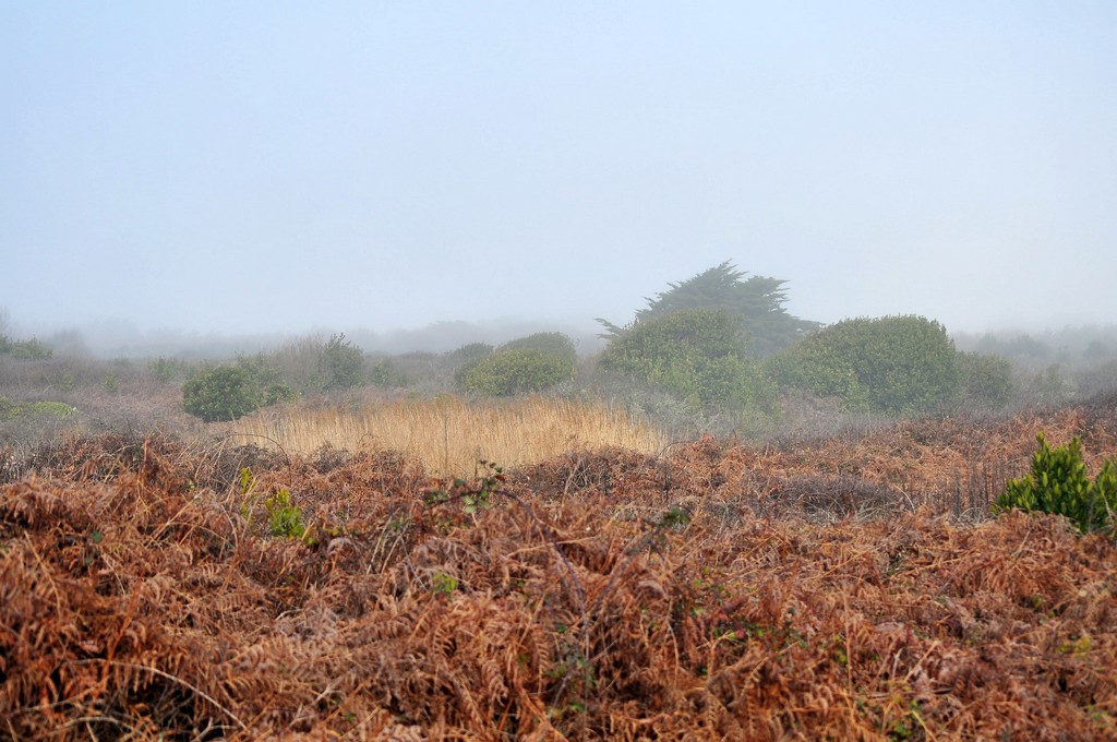 Brume de landes ou landes de brume Bretonne Dsc_0018