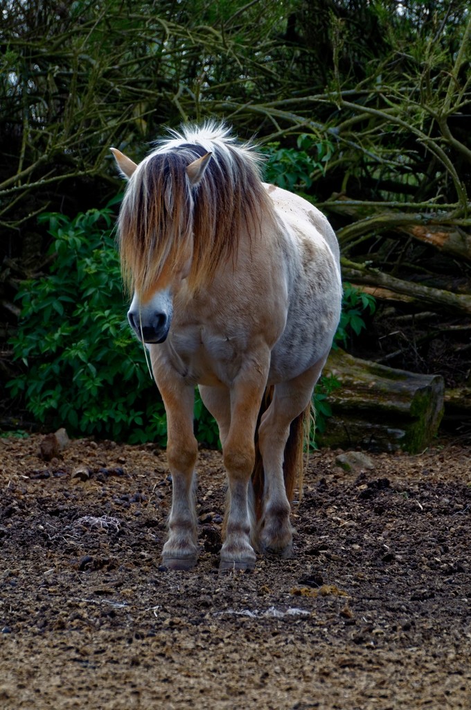 Portrait attitude de chevaux ! Dsc_0275