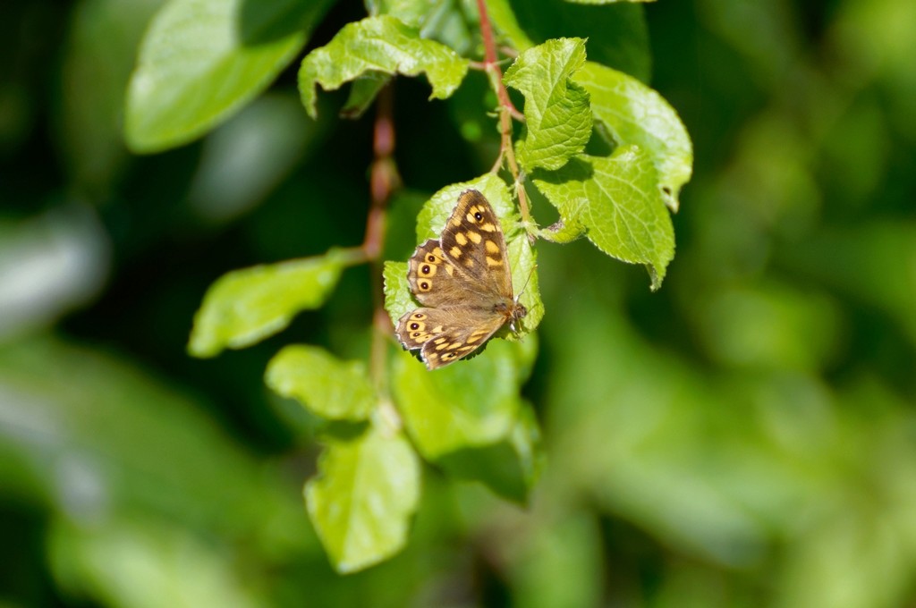 Mon premier papillon ! Dsc_0293