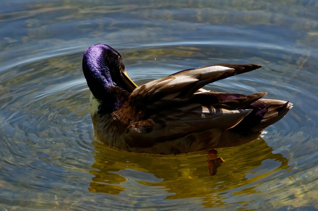 Les canards et la cane ! Dsc_0331