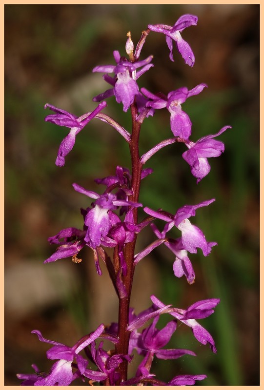 Turquie mai 2017, Monts Taurus, 2: les Orchis s.l. 119