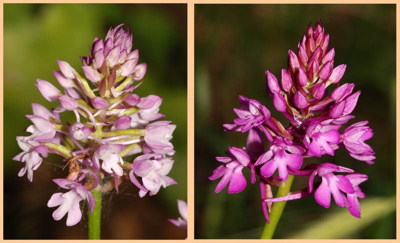 Turquie mai 2017, Monts Taurus, 2: les Orchis s.l. 210