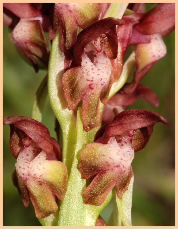 Turquie mai 2017, Monts Taurus, 2: les Orchis s.l. 312