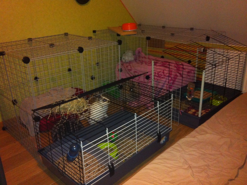 Habitation des lapins : exemples de cages, enclos ... - Page 26 Img_0419