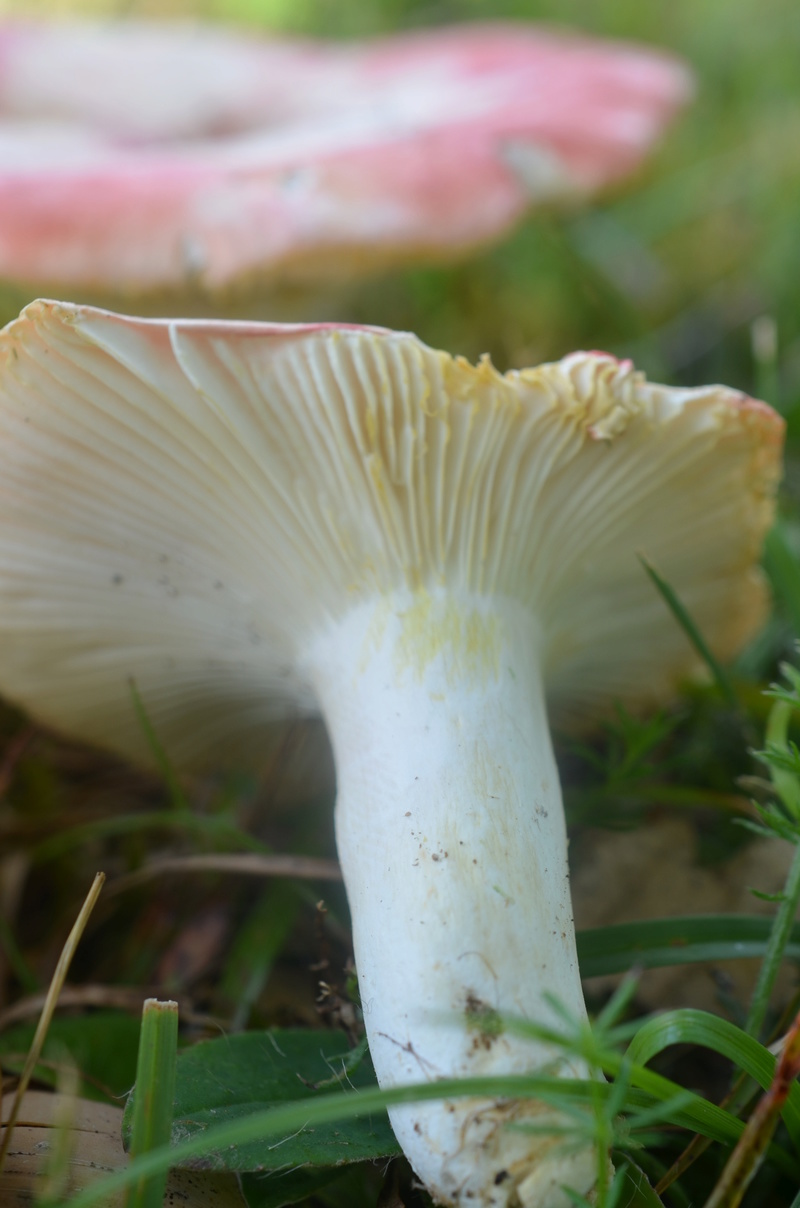 Un champignon du Tarn. Russul11