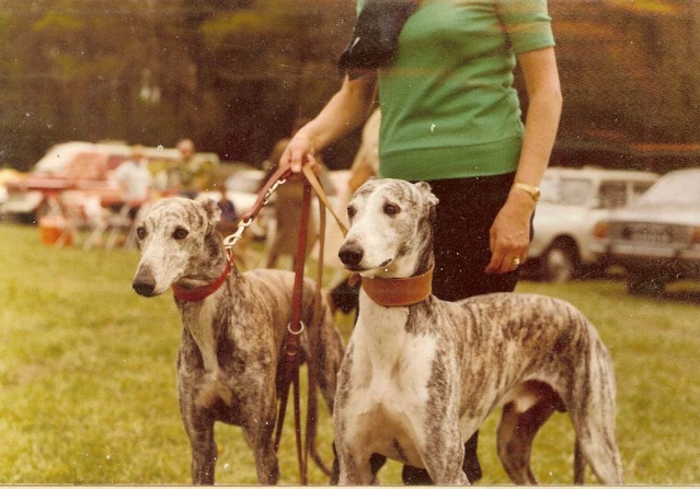 un galgo des années 1970 Photo_10